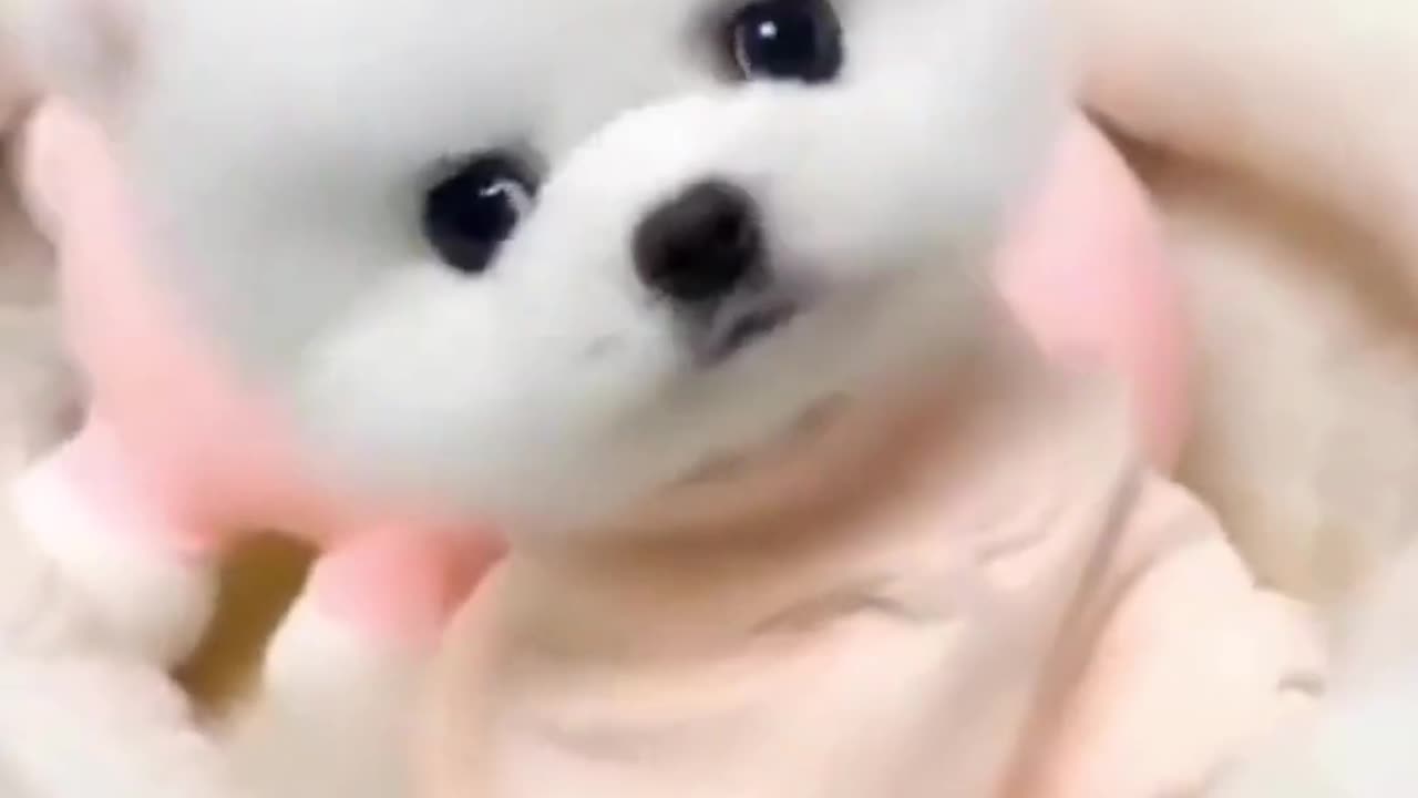 Cute Animals funny videos compilation