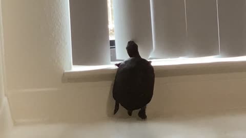 Turtle Lifts Itself Up to Look Out Window