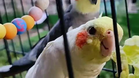 A parrot that loves vegetables