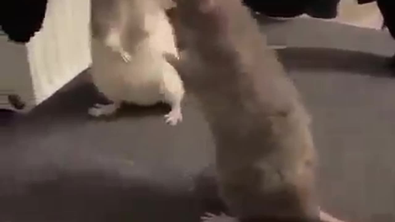 Rats fighting like elite boxers