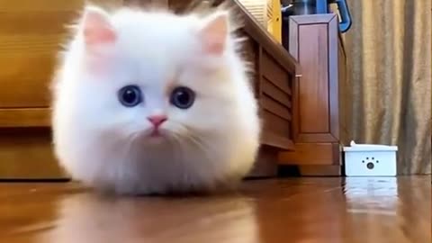 Cute cat videos 😻😻😻