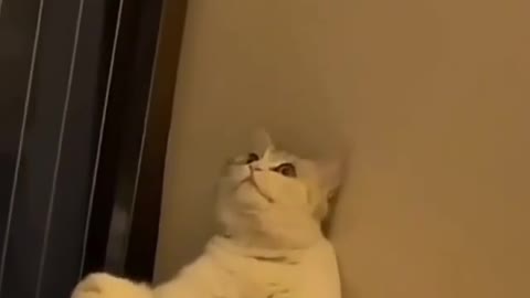 funny cat video