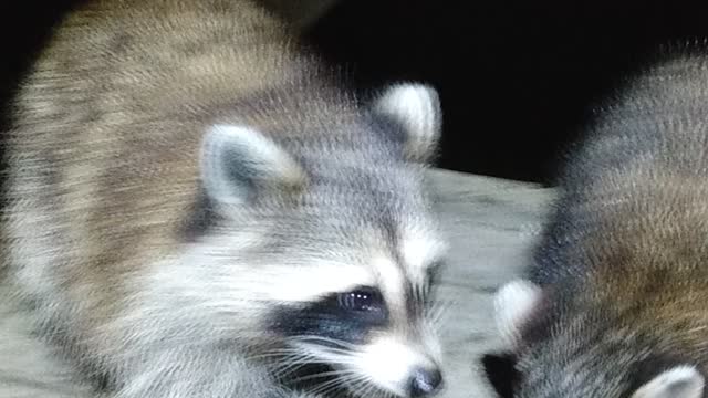 Raccoons have excellent night vision.