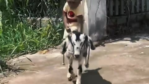 FUNNY MONKEY RIDES ON A GOAT😂🐵❤️😂🐐