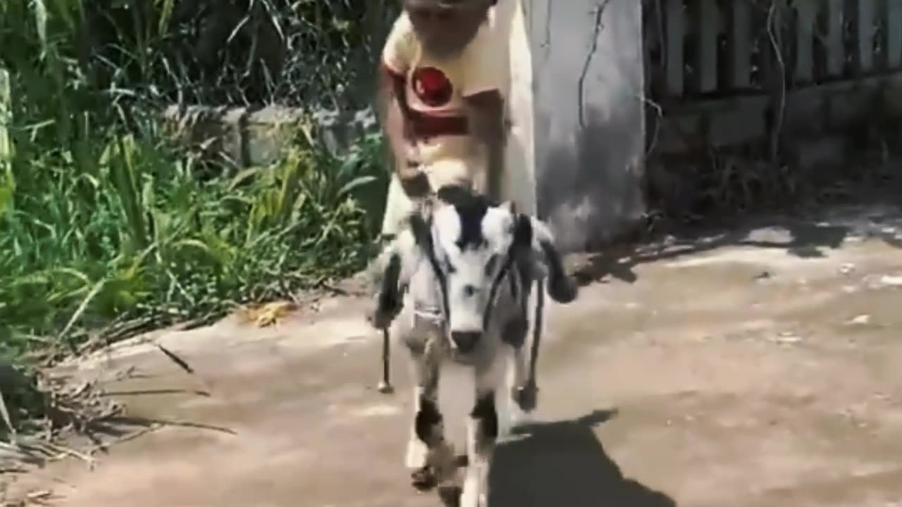 FUNNY MONKEY RIDES ON A GOAT😂🐵❤️😂🐐