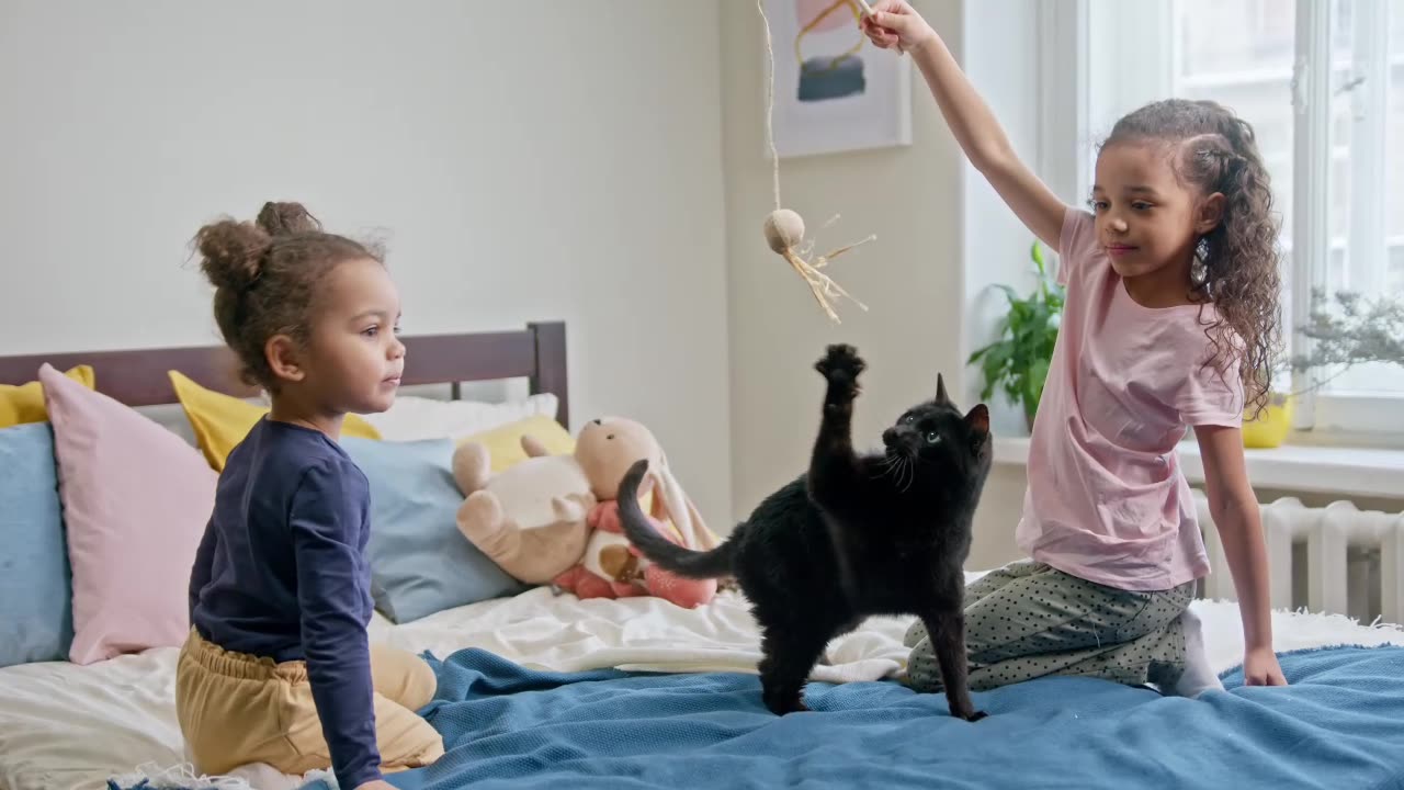 Playful: The Joy of Having Fun with Your Feline Friend!