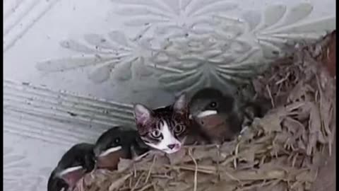 A cat lived with birds