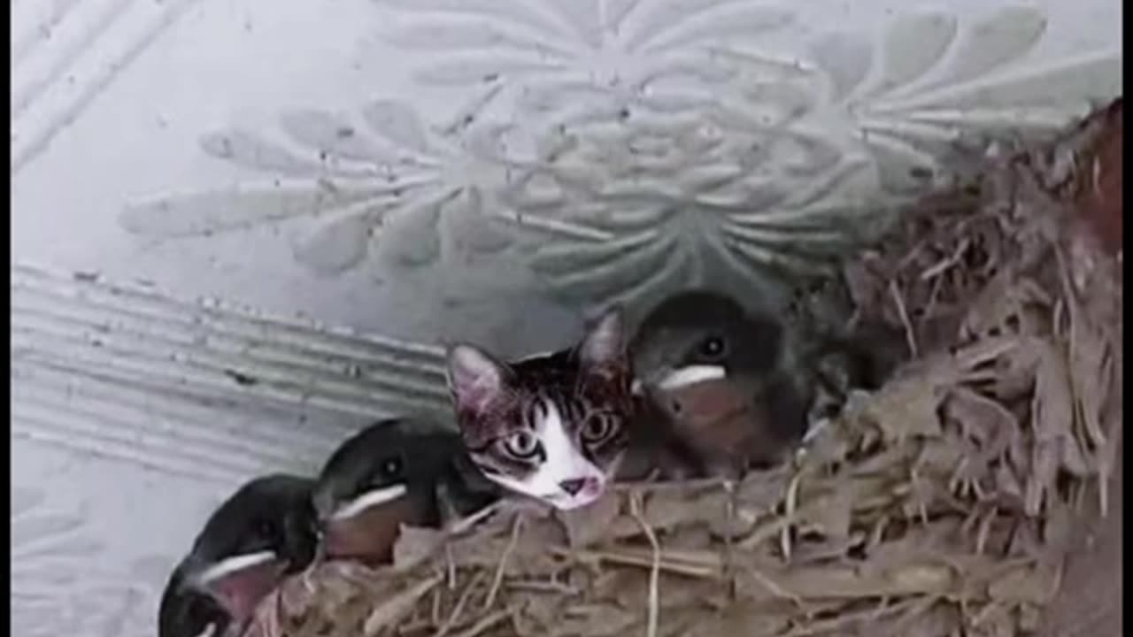A cat lived with birds