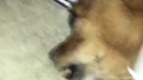 This cute little dog gets angry when you touch its food.