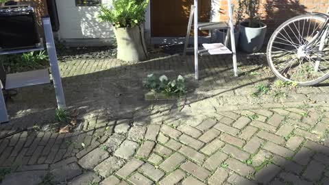 Werkgroep Stolpersteine hervat het leggen van nieuwe struikelsteentjes