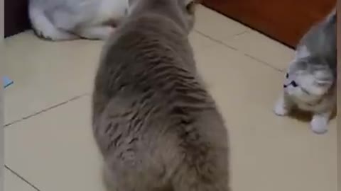 CAT FUNNY SHORT