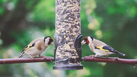 Birds eating meal. ||😄