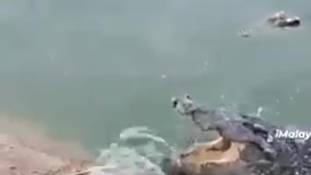 Funny an beautiful animal video