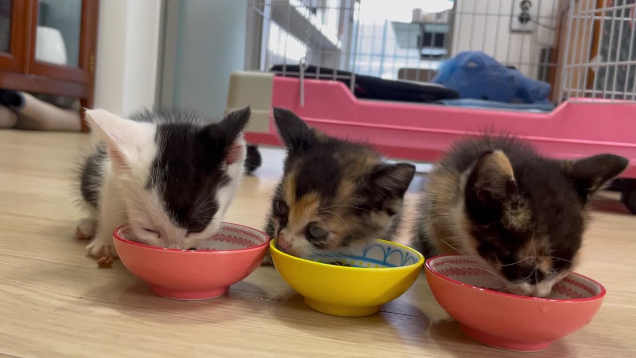 Kittens with cute eating sounds.