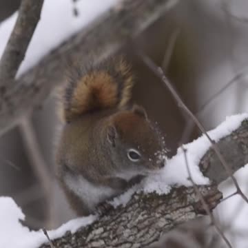 Wildlife Photographer in the snow