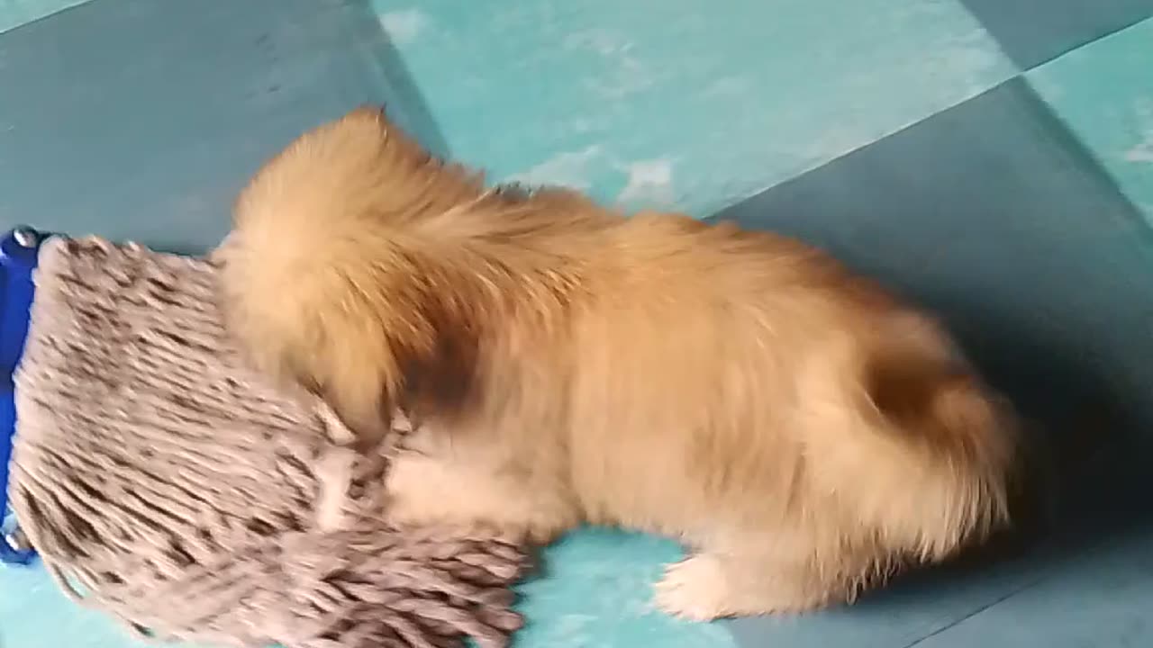 Cleaning floor using dog rag
