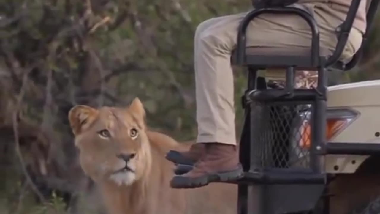 Lion Walks Up Next To Man