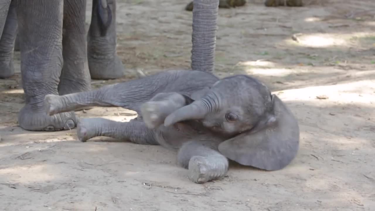 Baby elephant determined to get up and walk