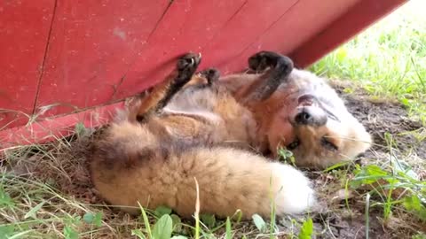 Finnegan Fox acts silly when I get his tail