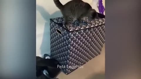 1 Hour of Funniest Animals 2023 😍 New Funny Cats and Dogs Videos 😹🐶