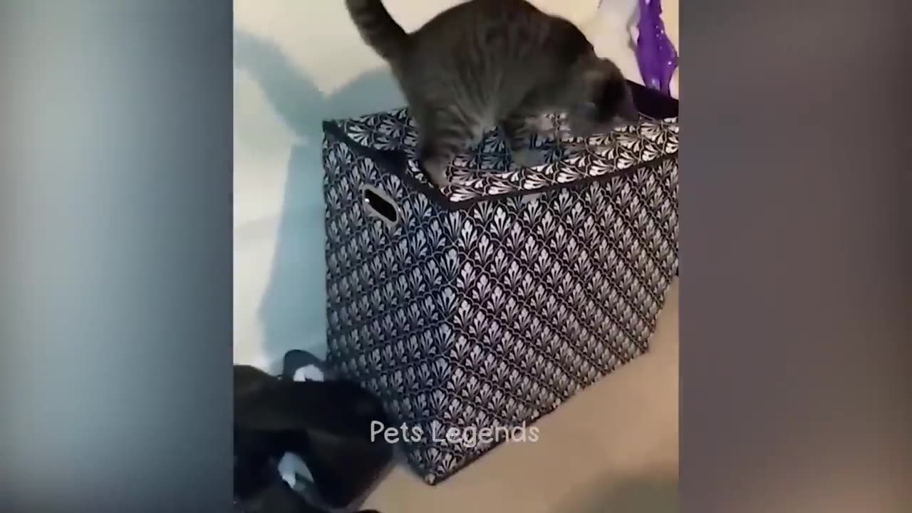 1 Hour of Funniest Animals 2023 😍 New Funny Cats and Dogs Videos 😹🐶