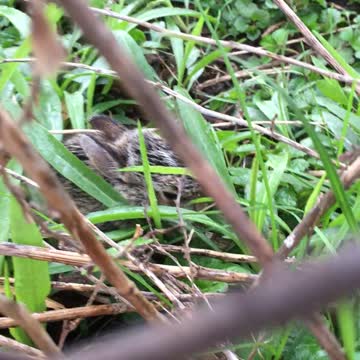 Peter Rabbit in my backyard