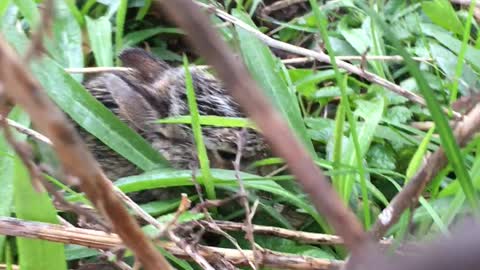 Peter Rabbit in my backyard