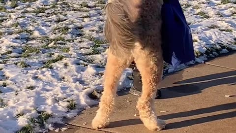 Hug from dog 🤗🐕
