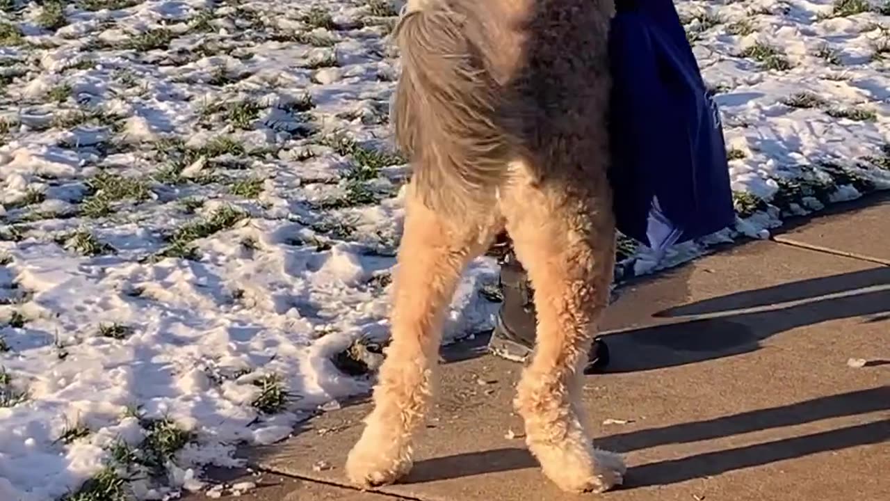 Hug from dog 🤗🐕