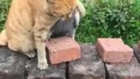 FUNNY DOGS AND CATS🐱🐶 & other ANIMALS 🐾 New Funniest Animals Videos 2023 😂