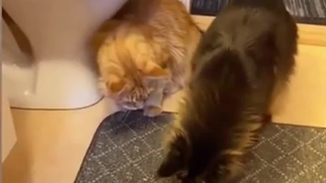 The Hilarious Antics of Whiskers: Epic Cat Fails and Funny Moments