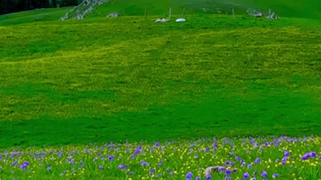 Watch the grassland with you. The grassland is beautiful and the weather is not beautiful.