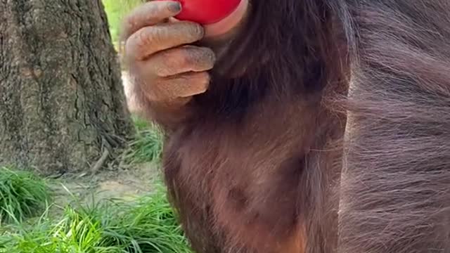 If you don't eat a good tomato, go play.