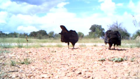 Turkey Vultures