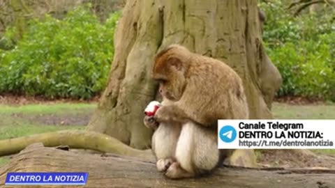 DOCUMENTARIO SEGRETO: Il NIH, sanità USA, sta producendo un super virus