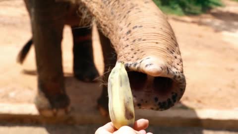 eliphant Eat banana baby!!!