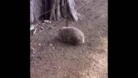 Cute acts of animal