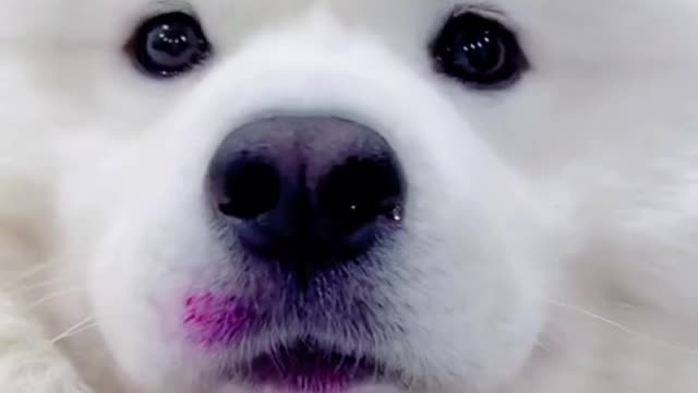 Interesting animal world,Make you laugh every day and enjoy a good mood.