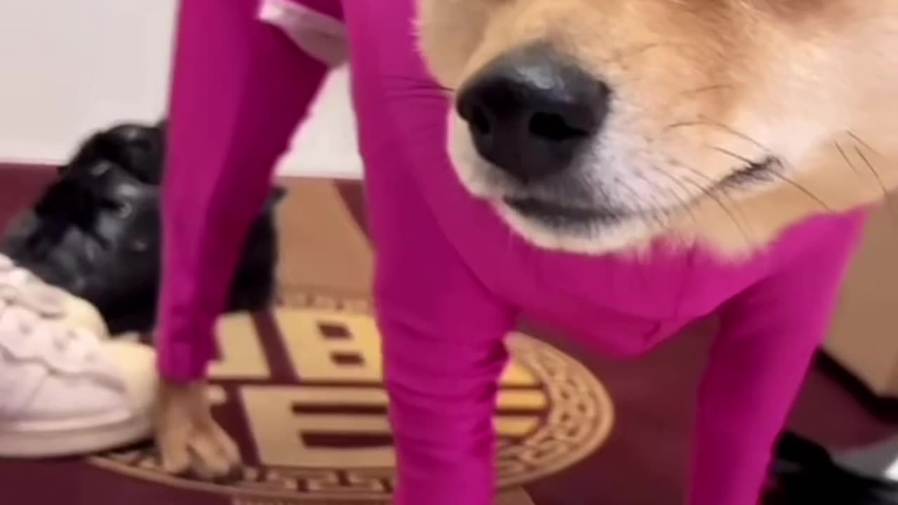 Funny dog