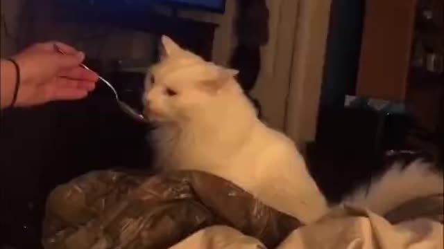 Cat Gets Brain Freeze While Eating Ice Cream