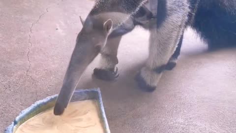 Anteaters eat ants