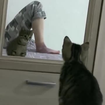 Watch What Happened To This Stubborn Cat | So Hilarious