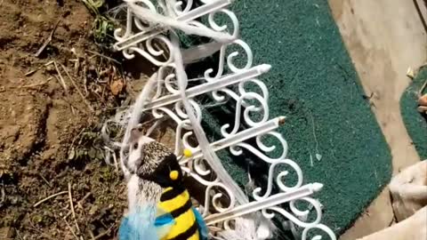 The Cutest Bee Costume