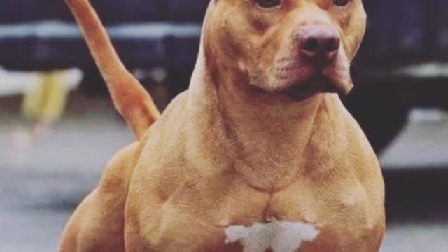 Pitbull dangerous dogs .. #animalfunclub11