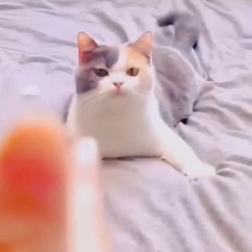 Cute cat videos