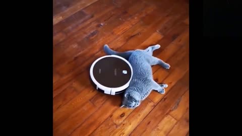 😍Watch What Those Funny TikTok Pets Have in Mind 💗_2