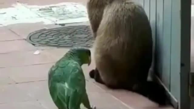 Parrot are going to eat cat's tail