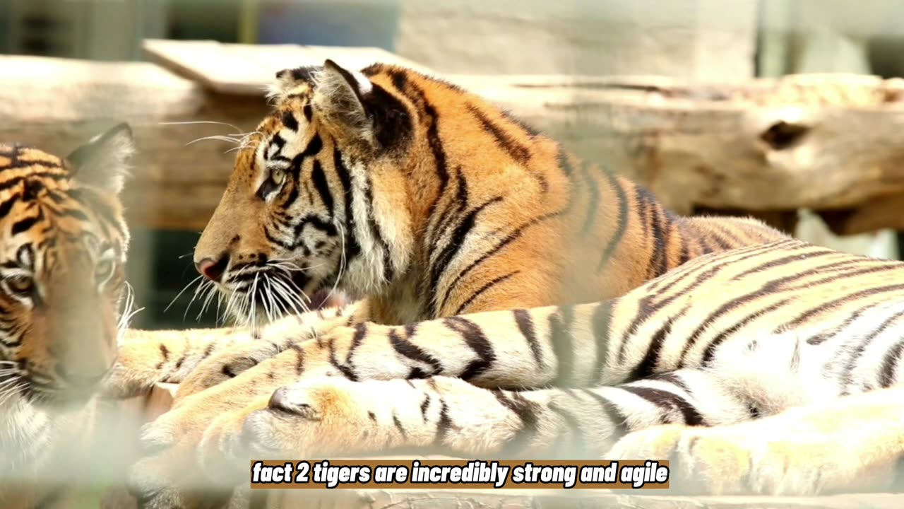 The Majestic Tiger: Fascinating Facts About the World's Largest Cat"