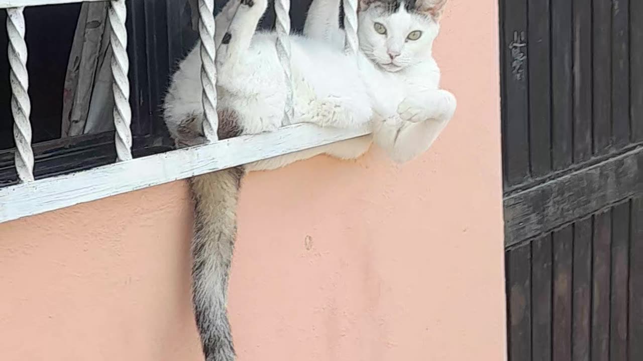 Chill Cat Relaxes in Awkward Position