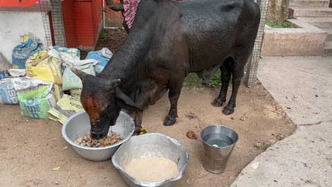 Shambhu the Street Bull Fell into an Open Sewer